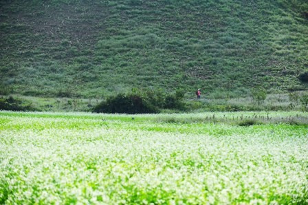 Cao nguyên Mộc Châu, điểm hút khách ngày cuối tuần - ảnh 1